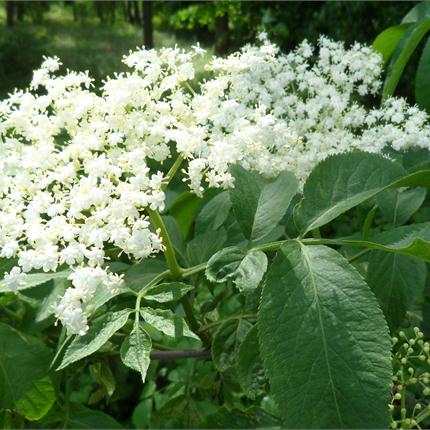 Bez černý (Sambucus nigra)